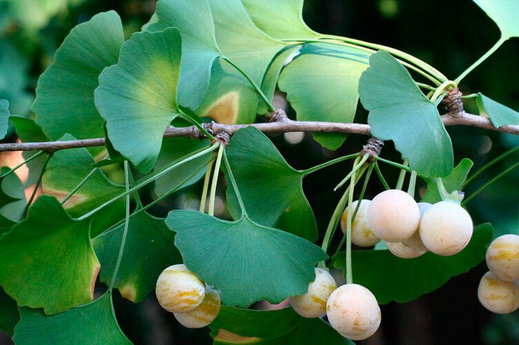 Ginkgo biloba - an exotic plant for improving potency