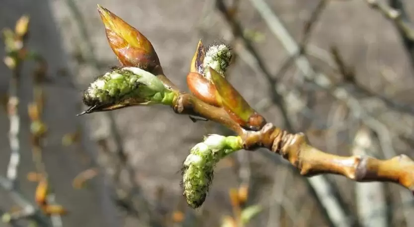 poplar buds to improve potency