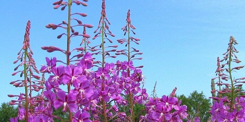 Herbs to increase the potential for men