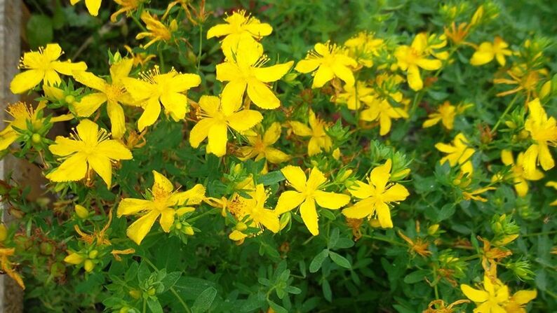 What plants increase male potency